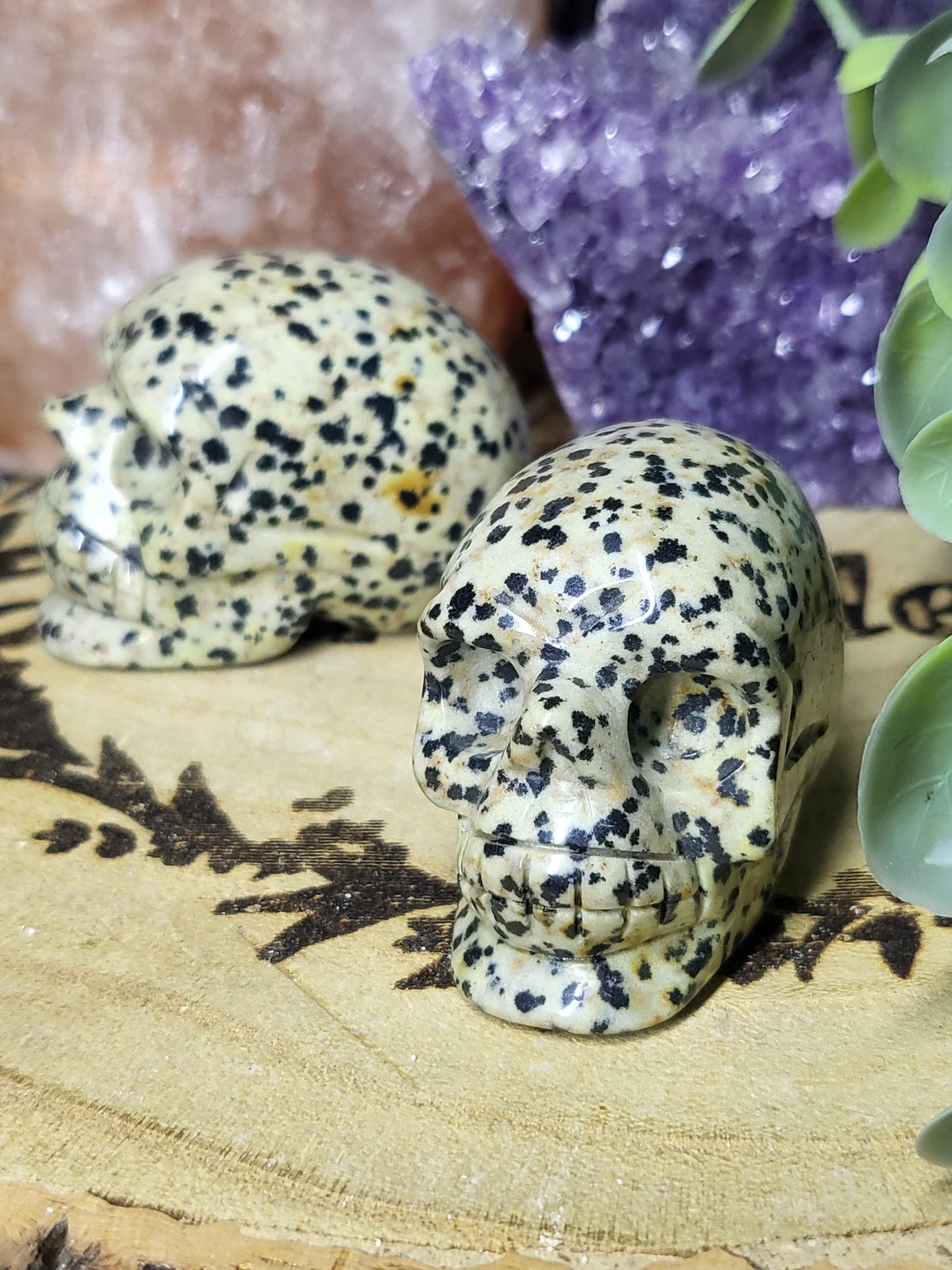 Dalmatian japser skull