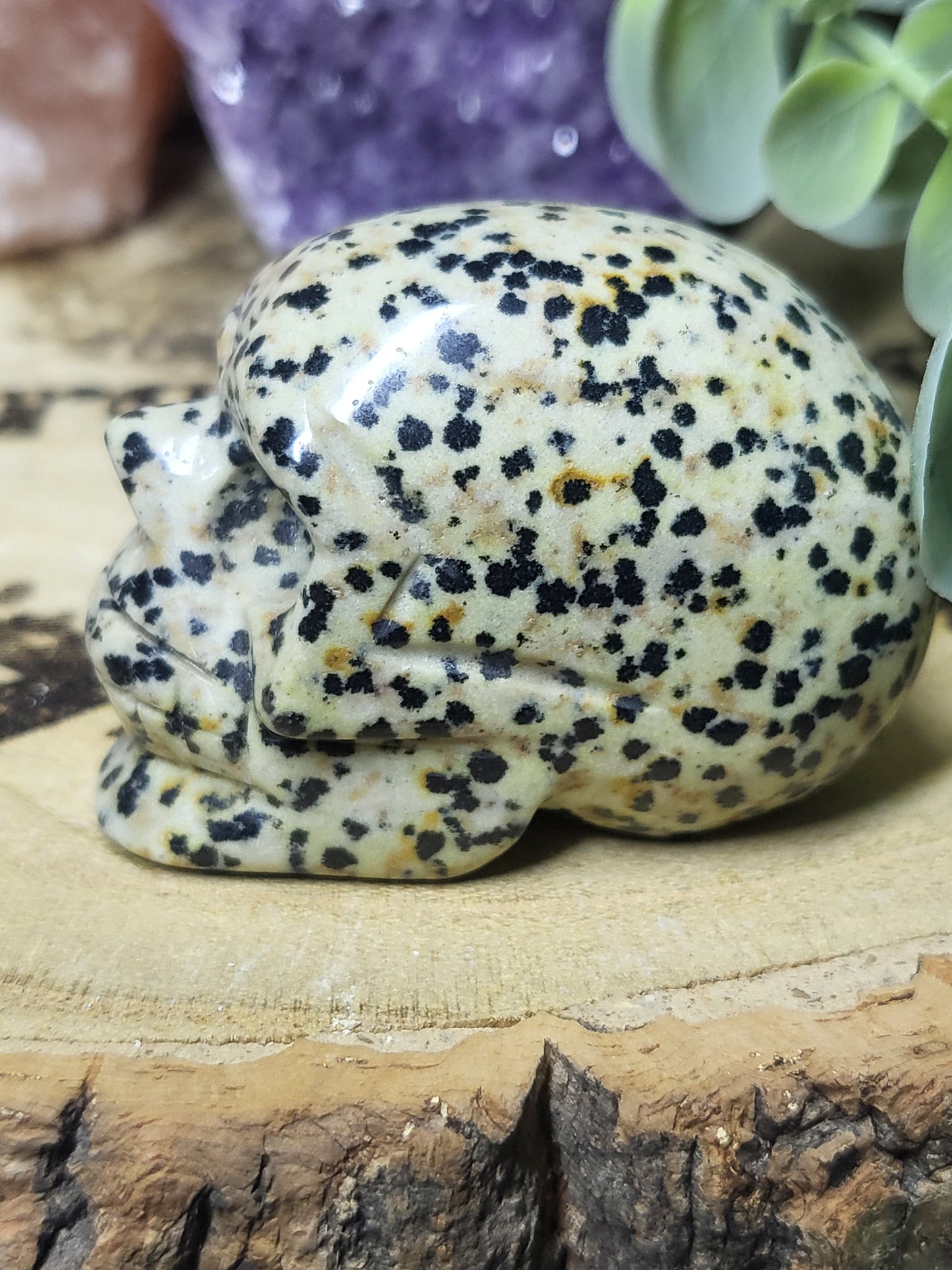 Dalmatian japser skull