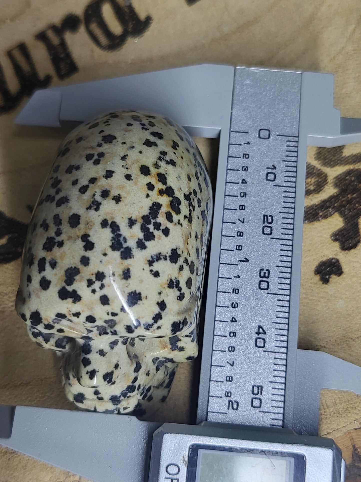 Dalmatian japser skull