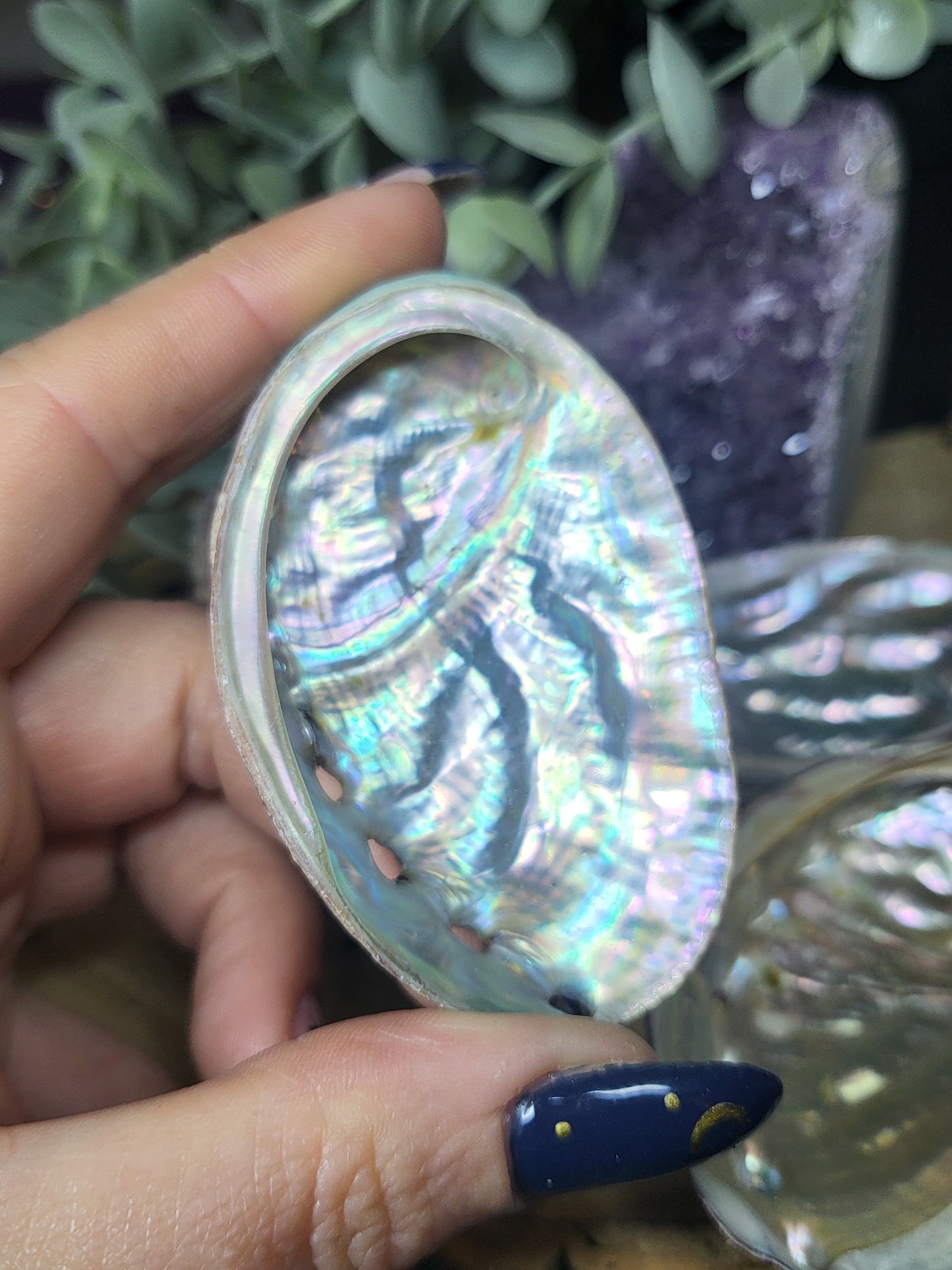 Abalone shell