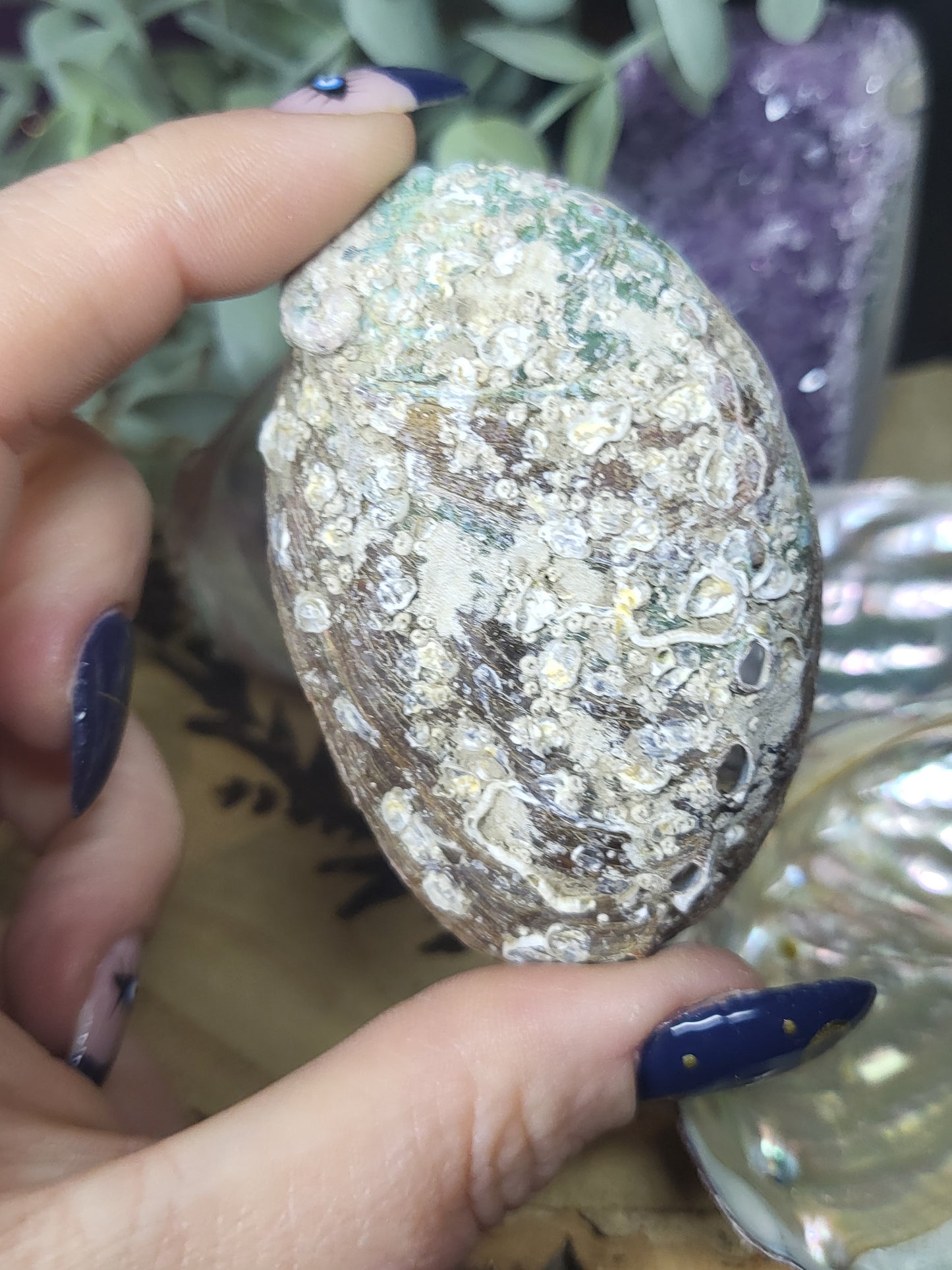 Abalone shell