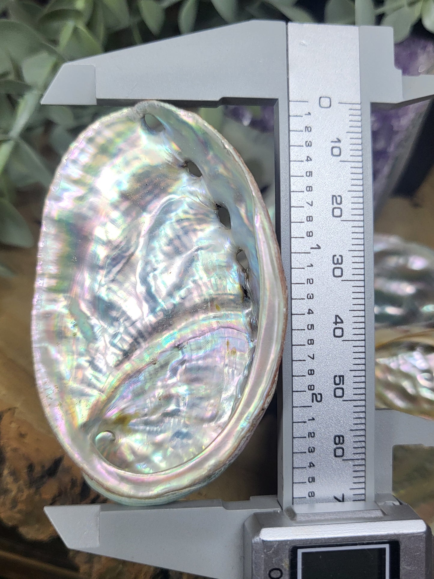 Abalone shell