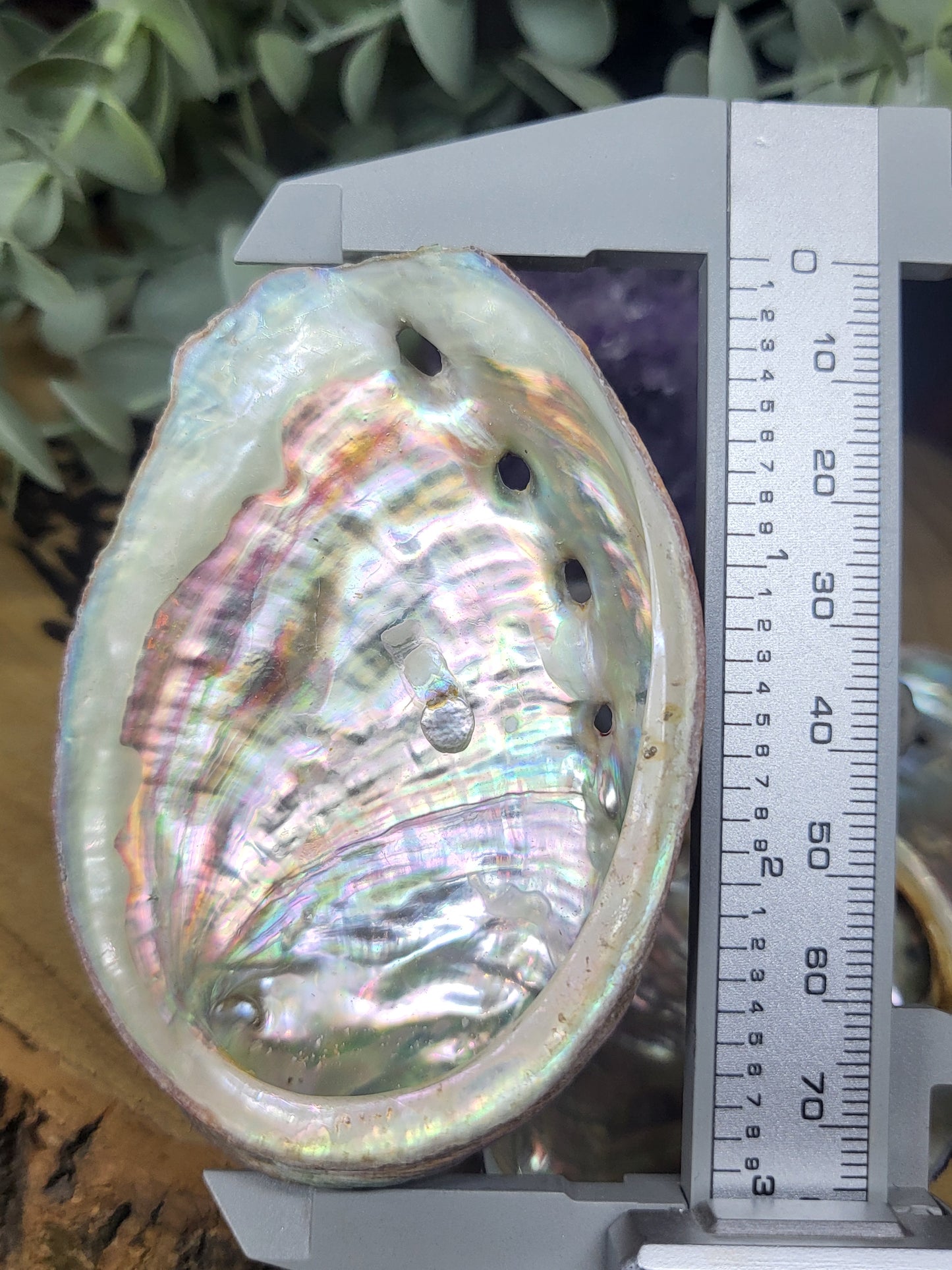 Abalone shell