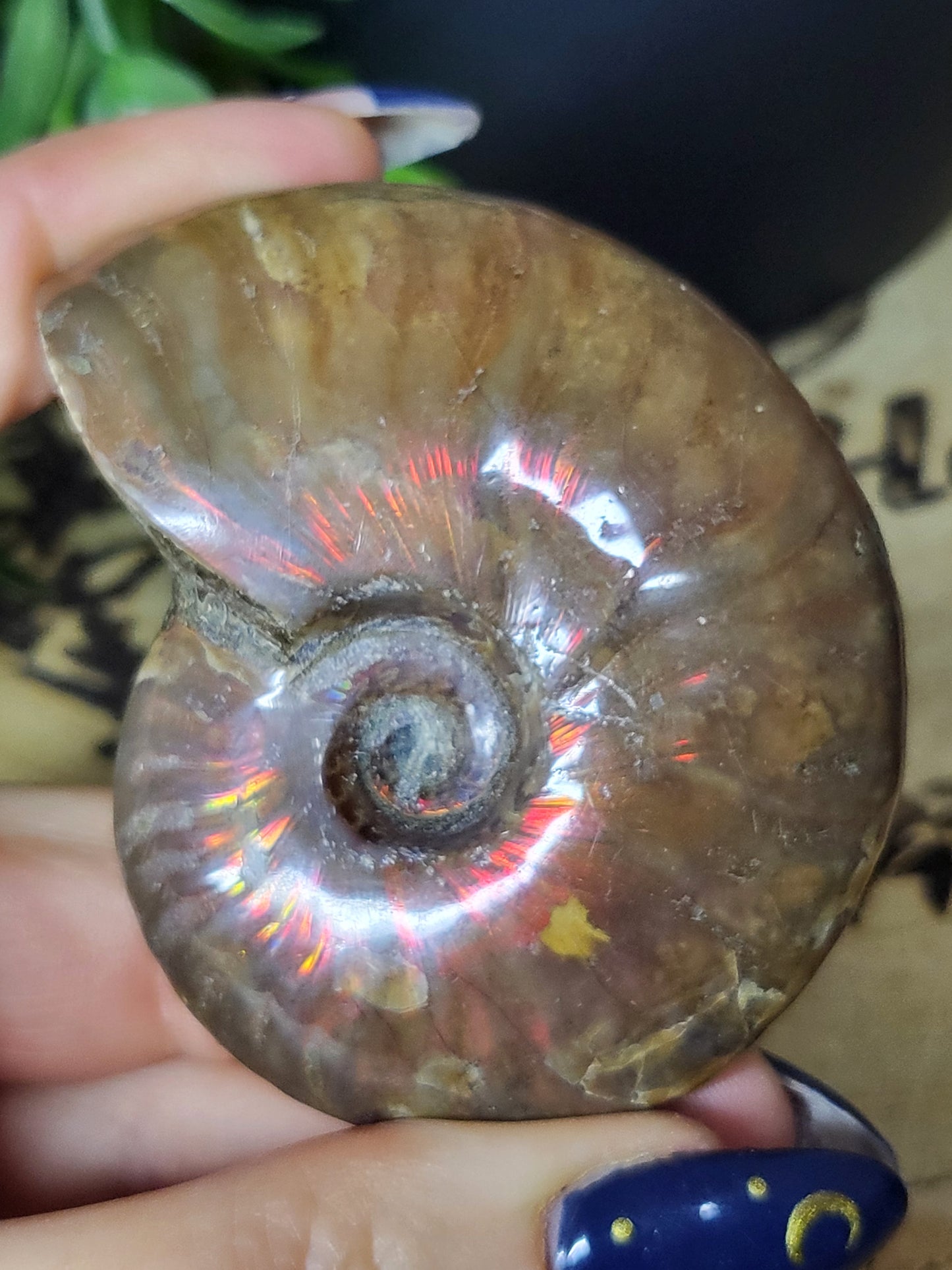 Ammonite