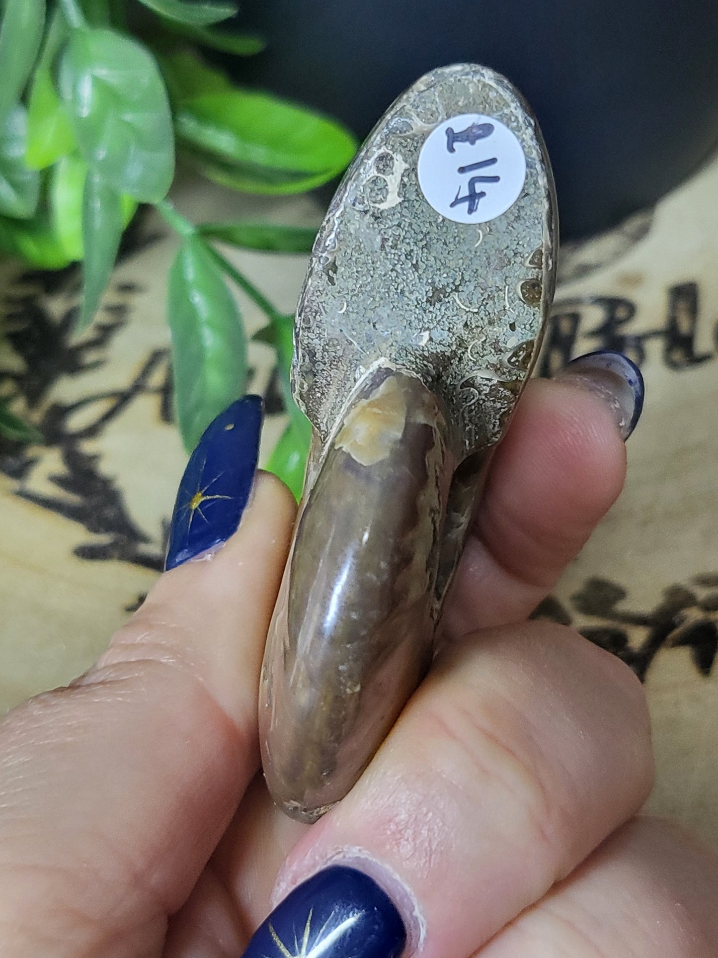 Ammonite