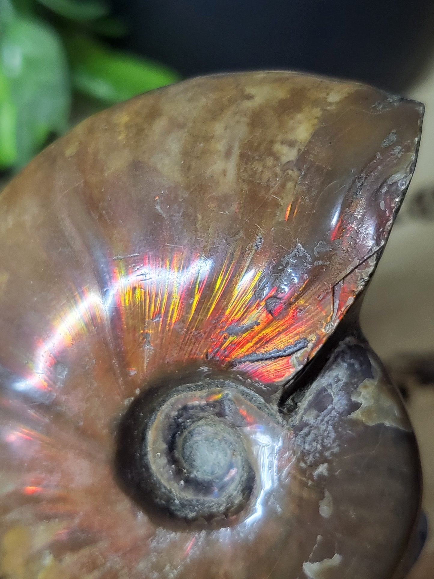 Ammonite