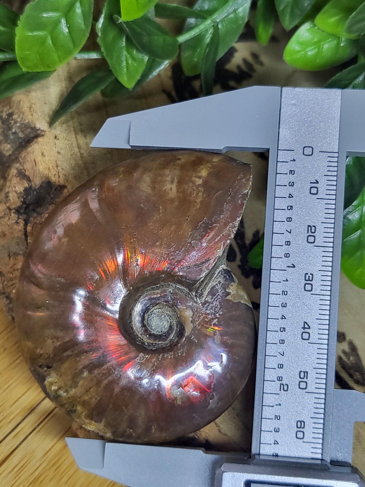 Ammonite