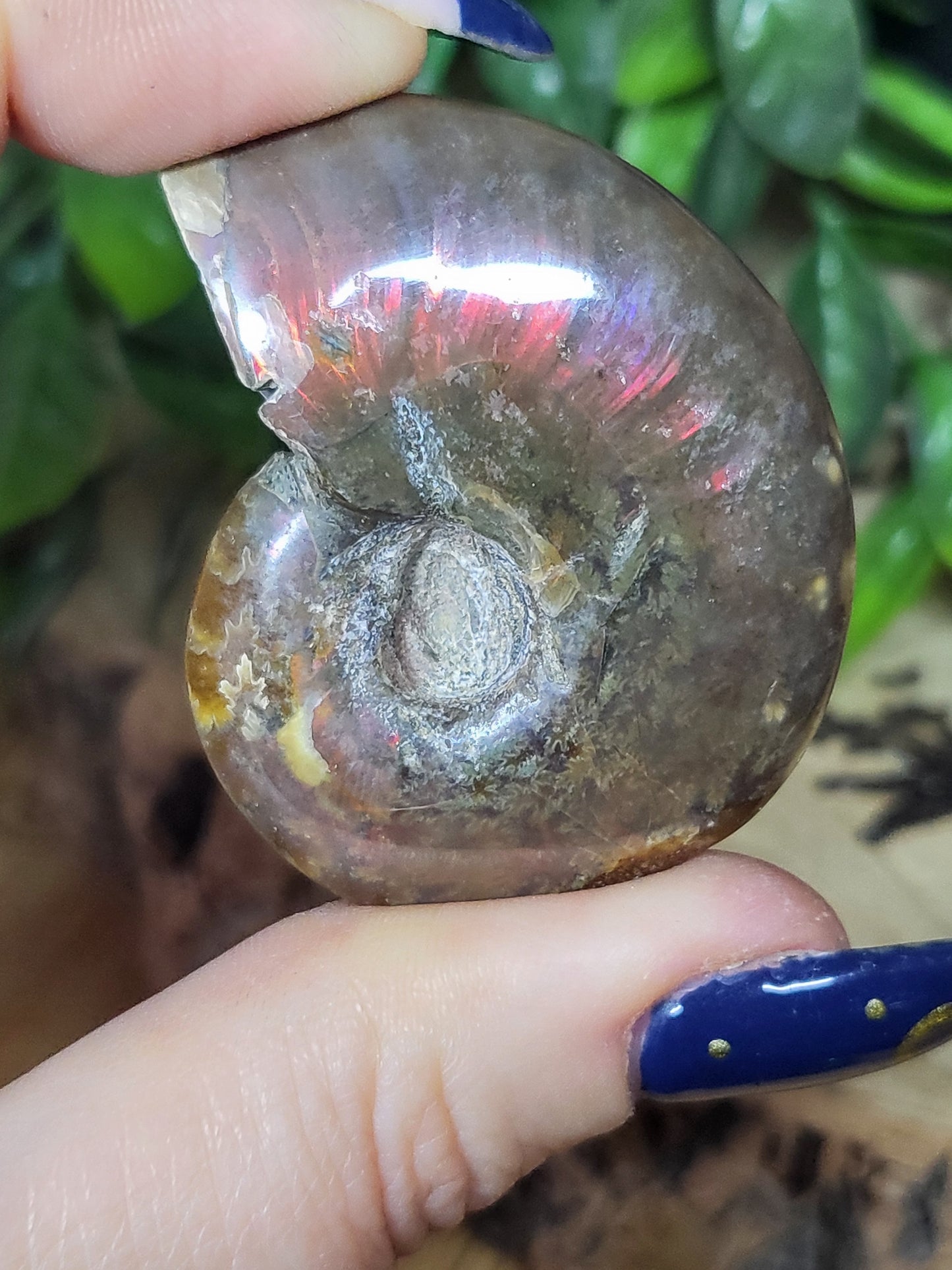 Ammonite