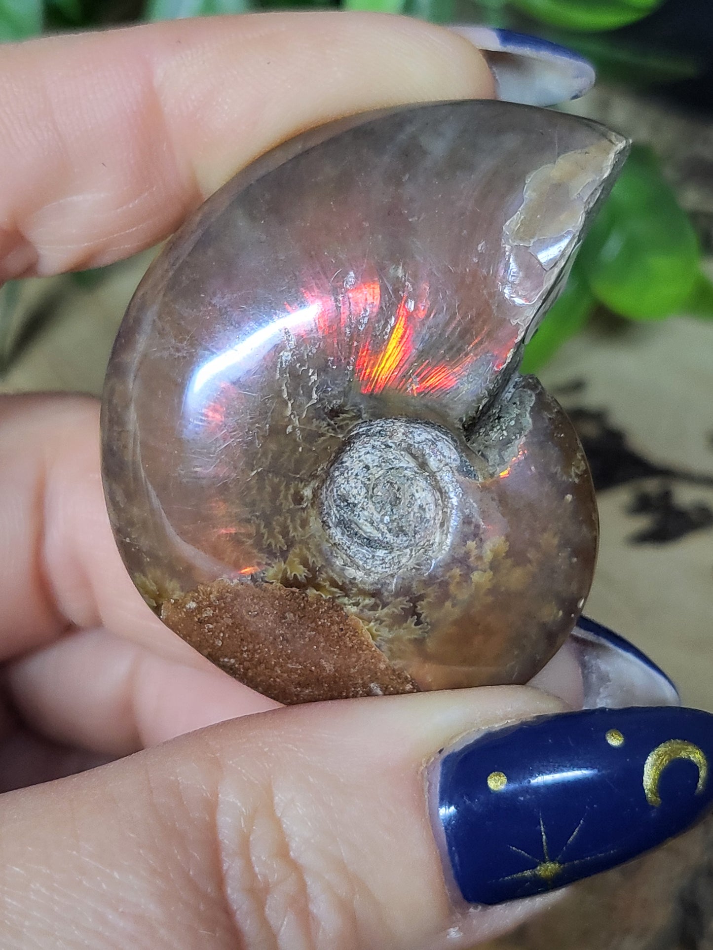 Ammonite