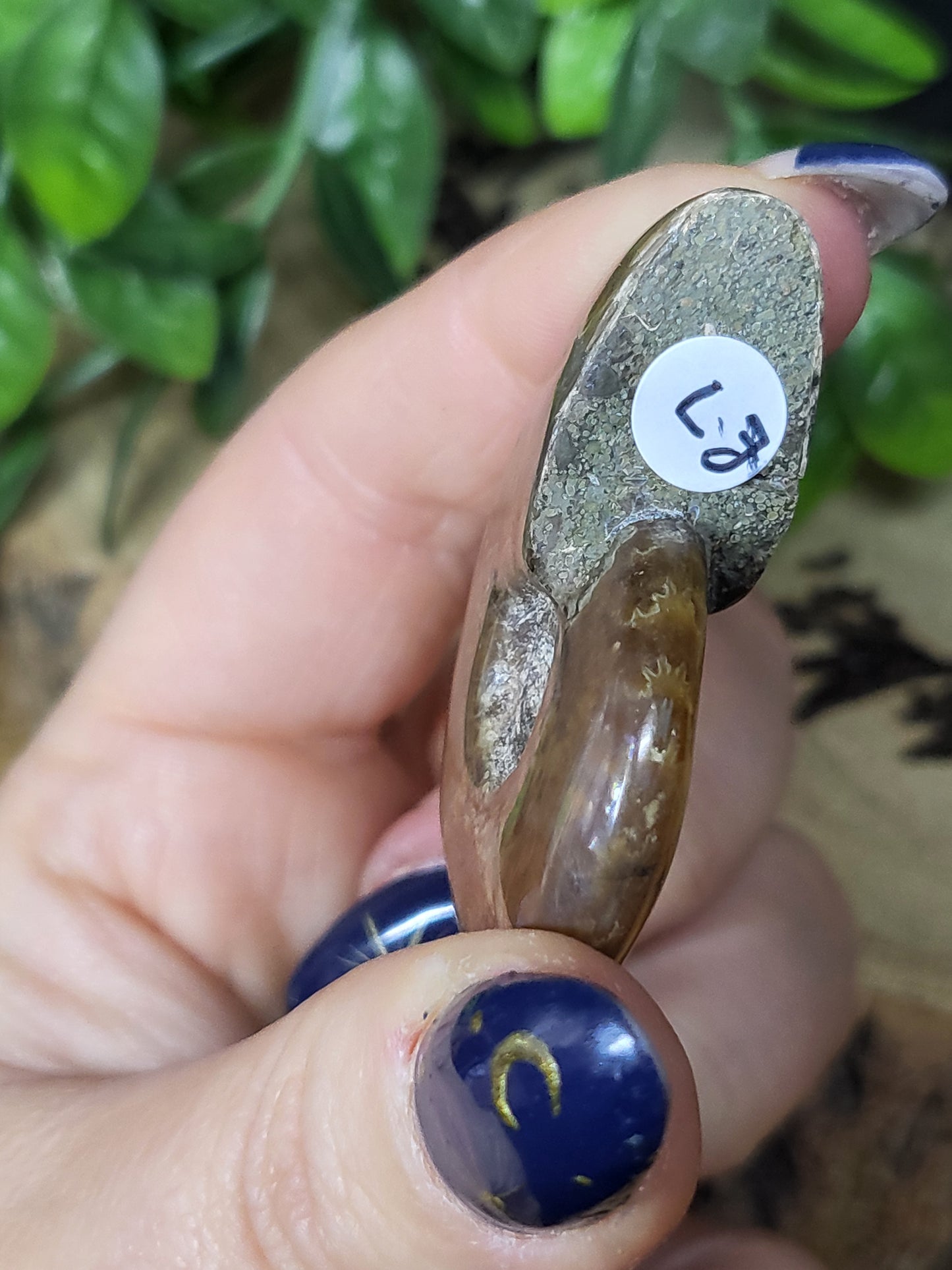 Ammonite