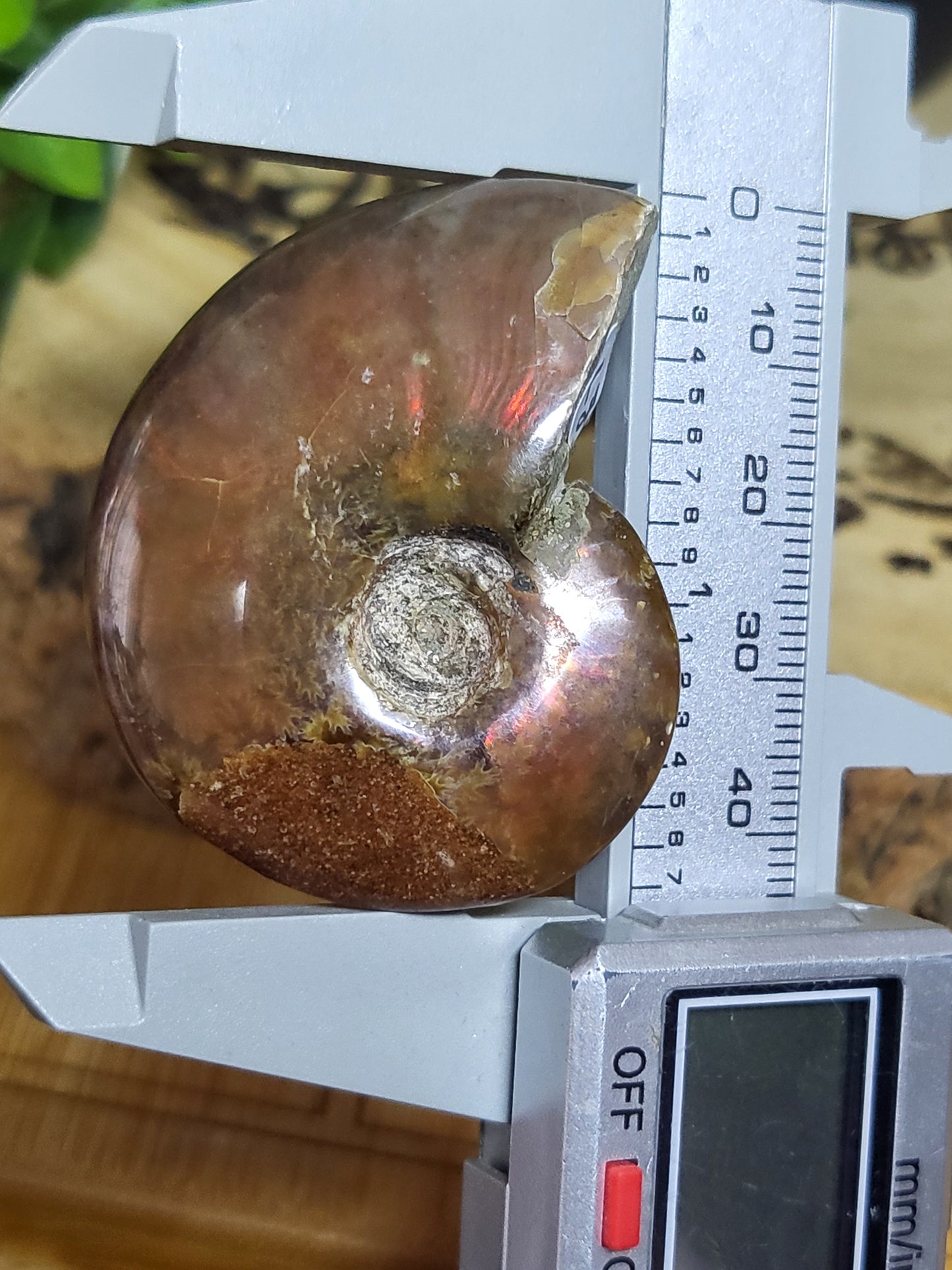 Ammonite