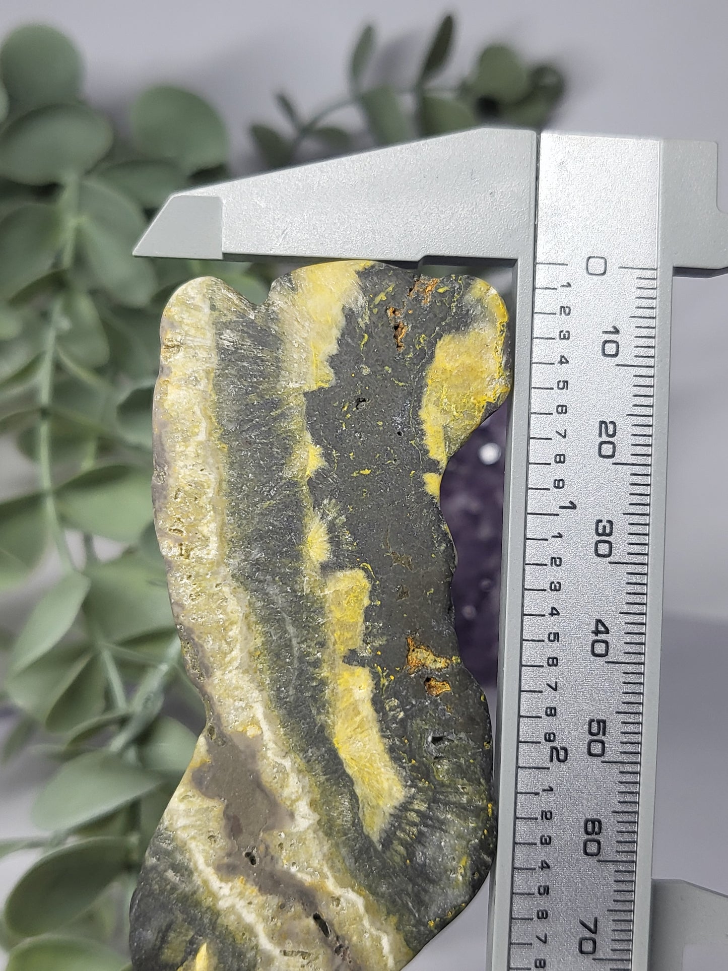 Bumblebee Jasper