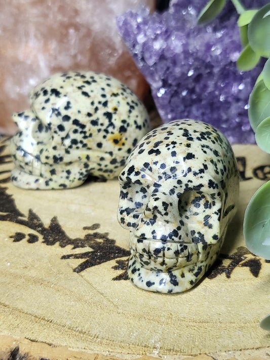 Dalmatian japser skull