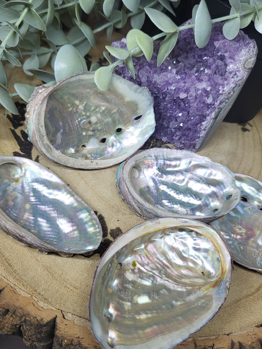 Abalone shell