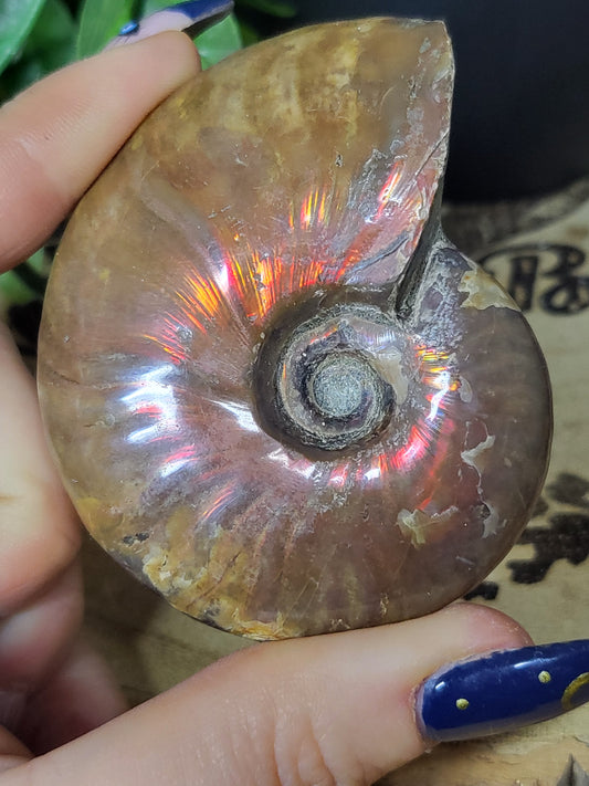 Ammonite