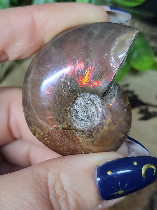 Ammonite