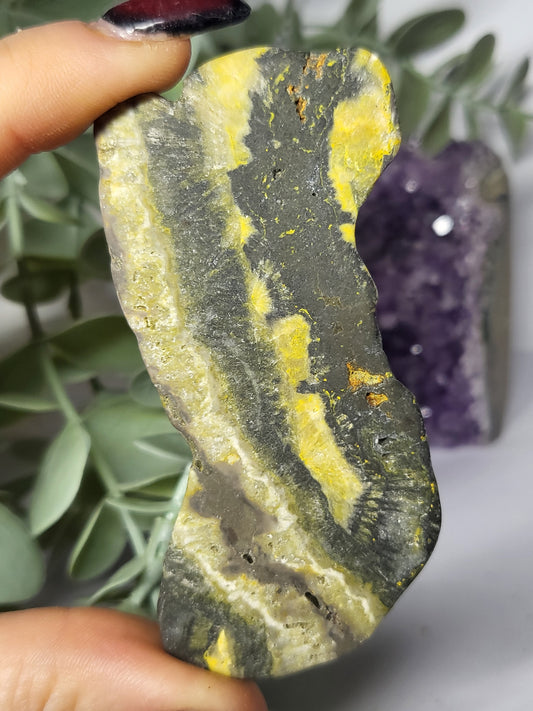 Bumblebee Jasper