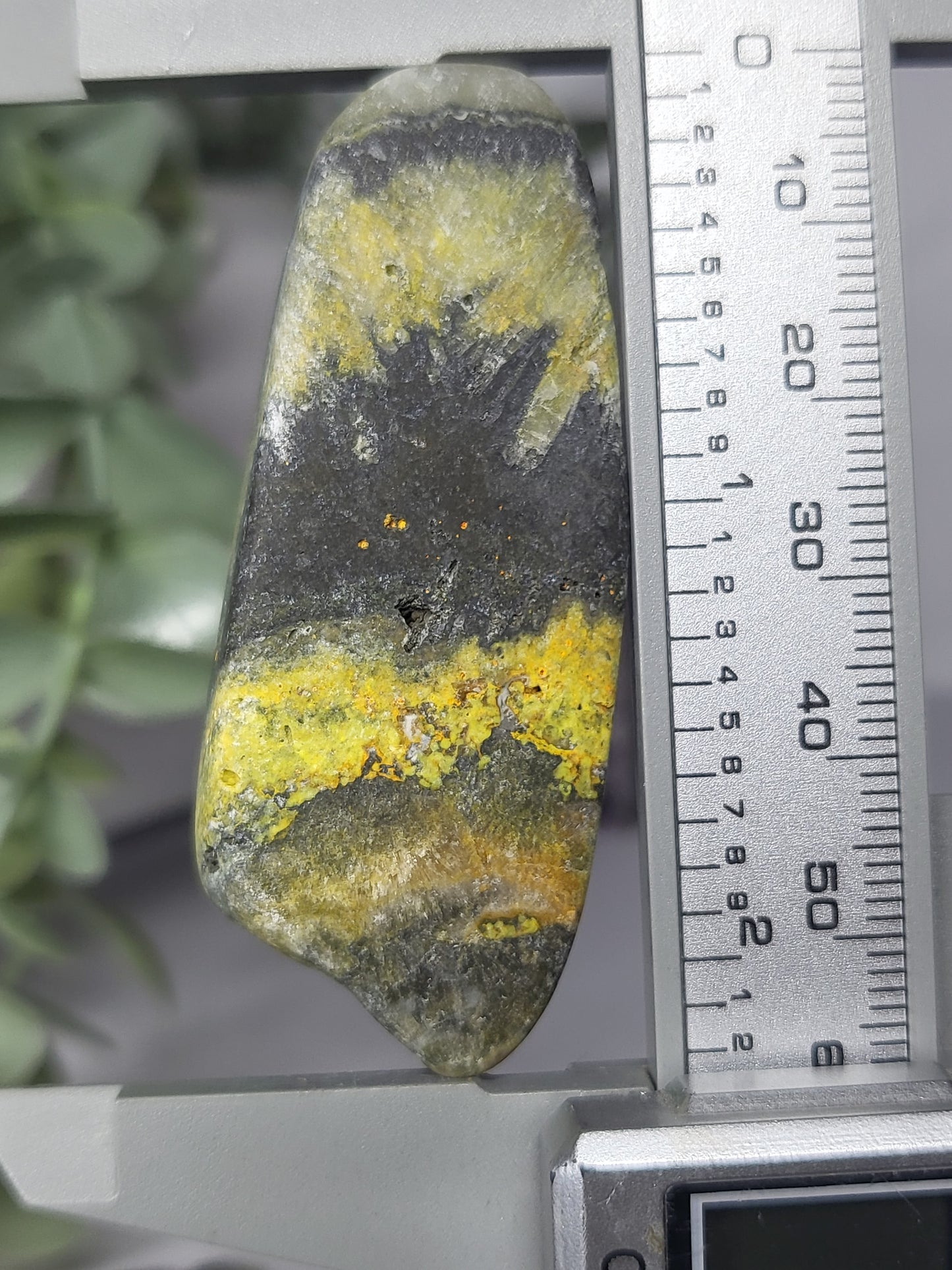 Bumblebee Jasper