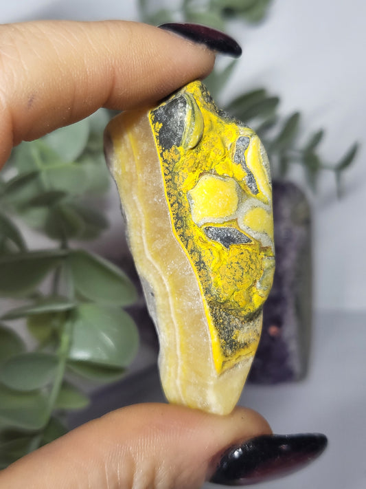 Bumblebee Jasper